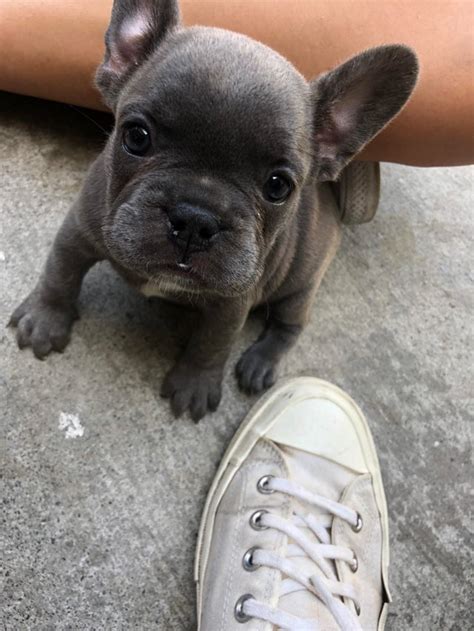 Why not use names that have been used for queens and princesses, past and present? **Name my French bulldog puppy** :) shes is 6 weeks old ...