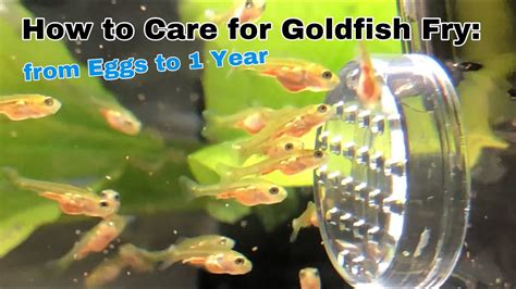 How To Care For Goldfish Fry From Eggs To 1 Year Youtube