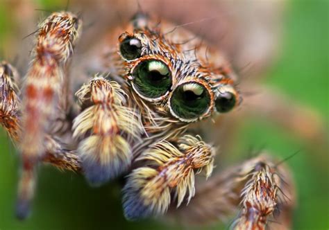 Funny Spiders Pets Cute And Docile