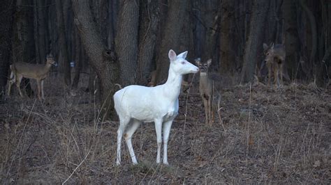 Rare Albino Deer At Kent Lake Milford Michigan Eternal Angler