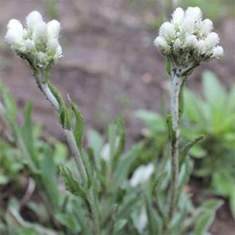 Antennaria Plantaginifolia Pussytoes Sugar Creek Gardens