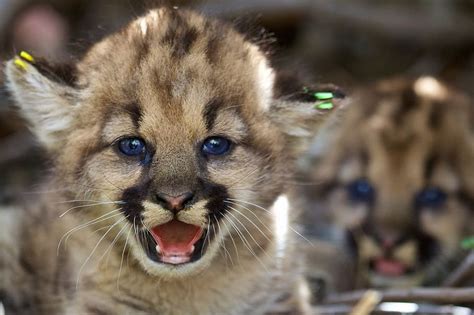 Hd Wallpaper Macro Photography Of Brown Cub Mountain Lions Kittens