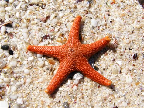 Curiosidades Sobre Las Estrellas De Mar ¡sorprendentes And Unicas