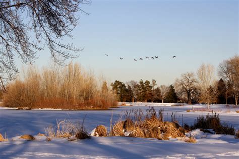 Geese Flying Over Frozen Lake Picture Free Photograph Photos Public