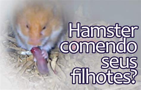 Introduzir Imagem Hamster Comendo Semente De Girassol Br