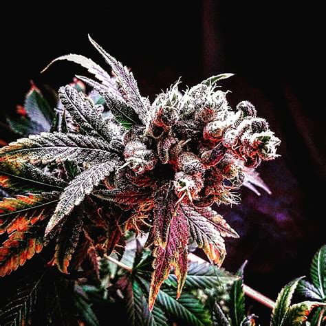 Orange Fanta Von Seattle Chronic Seeds Cannabis