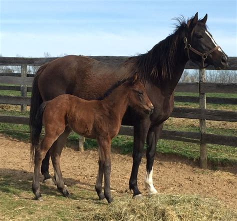 Pin On 2017 Thoroughbred Foals Horses