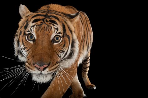 South China Tiger Rare Creatures Of The Photo Ark Official Site Pbs