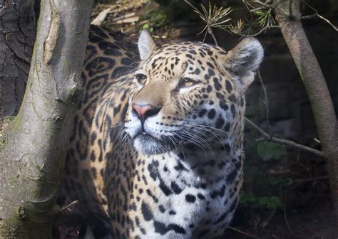 Including the fastest mammal, the ability to roar, incredible hunting skills and stunning stripy and spotted coats, the big cats are some of the most. Jaguar | Jaguars are the largest of South America's big ...