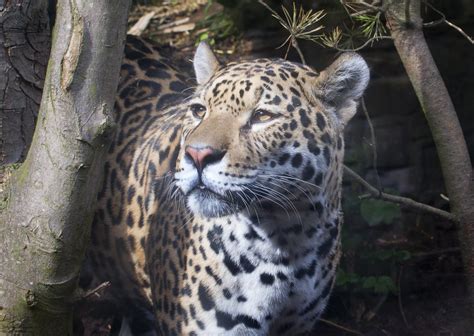 At one time, it ranged from the yukon in canada to the in north america, however, hunting has reduced their range to isolated areas in mexico, western u.s pumas are a protected species in many areas, with hunting prohibited in many south american. Jaguar | Jaguars are the largest of South America's big ...