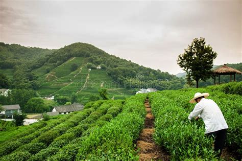 Tea Plantation In Meijiawu Village Hangzhou China Stock Image Image