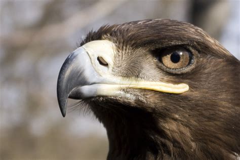 Free Images Nature Wing Wildlife Beak Eagle Fauna Bird Of Prey Close Up Eye