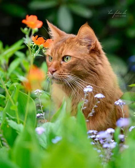 Ginger Cat Roaming In Tall Grass Gatinhos Adoráveis Gatinhos