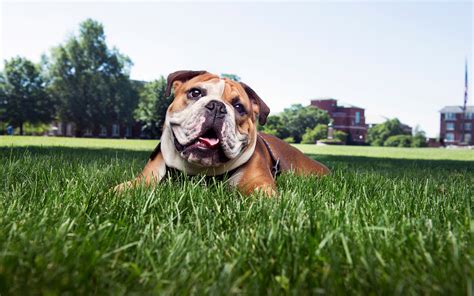 Moving forward as one Bulldog family: MSU welcomes students for fall