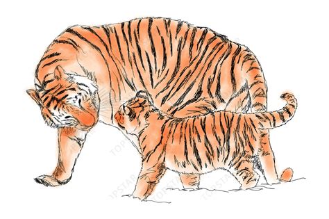 Cute Tiger Cubs Drawing