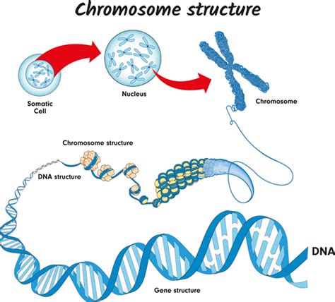Dna And Chromosomes Gcse Biology Revision