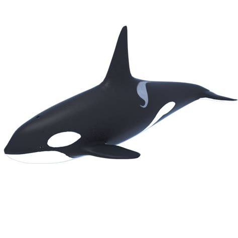Killer Whale Orca 3d Model 3d Models World