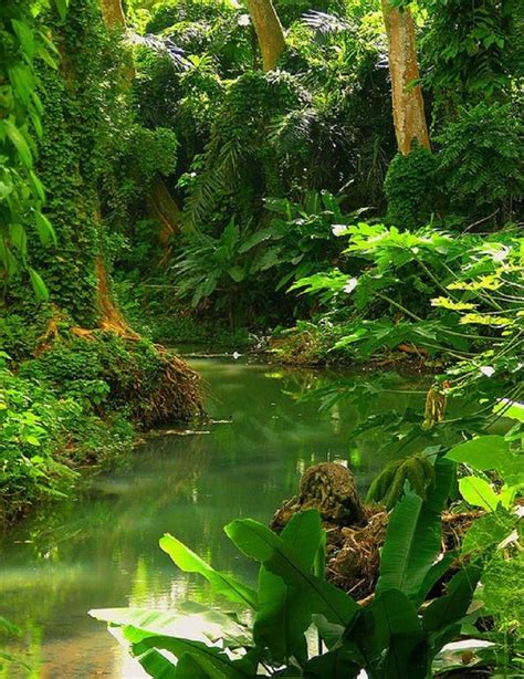 Tropical Rainforest Mexico Tropical Rainforest Pinterest