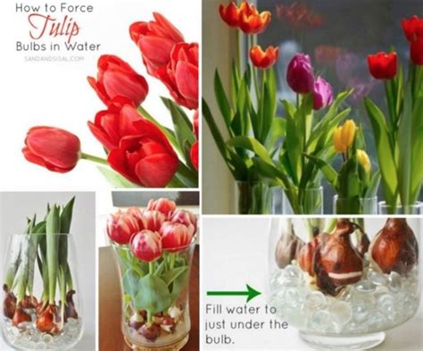 Force Tulip Bulbs In Water And Vase Video Tutorial Tulip Bulbs