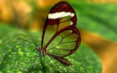 Leaf Butterfly Wallpaper 2560x1600 13611