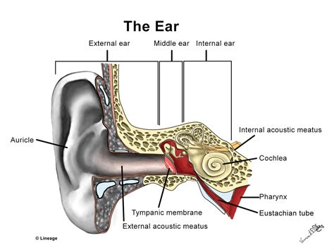 Ear Functional Anatomy Ear Nose Throat Medbullets Step 2 3