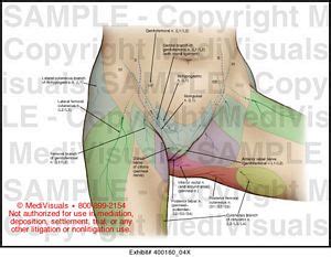 This i feel an extreme stretch in a muscle that i can not pinpoint (versed in anatomy). Female Pelvic Cutaneous Nerves Medical Illustration Medivisuals