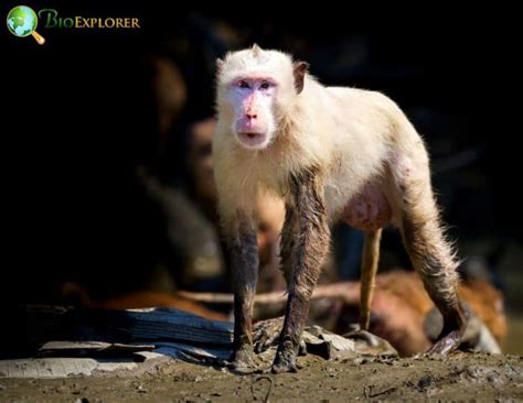 Albino Monkey