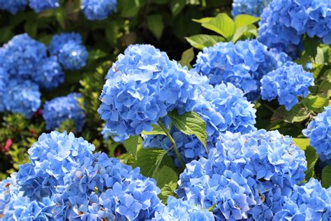 Blue Flower Names And Other Blue Flower Information ⋆