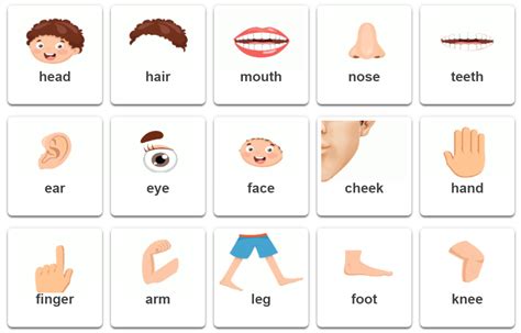 Body Parts Name With Picture For Kids