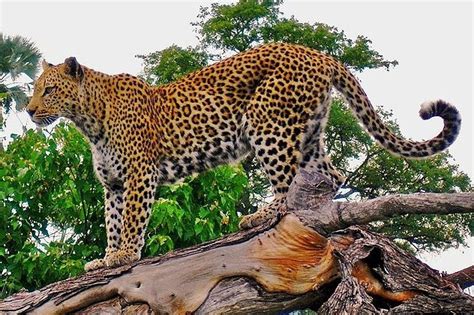 Mengenal Macan Tutul Jawa Java Leopard Panthera Pardus