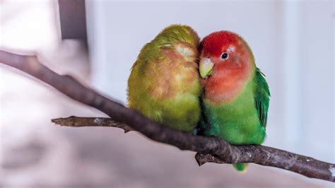 Love Bird Parrot On Branch 4k Wallpaper Hd Wallpapers
