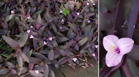 17 Purple And Green Leaf Plants Leonisameya