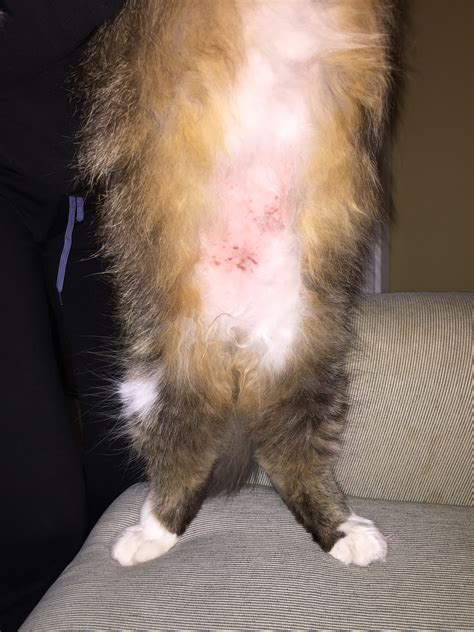 Rash On Cats Belly