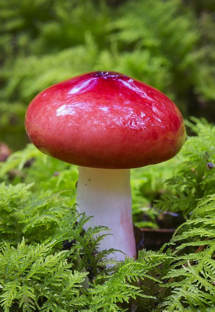 Beautiful And Deadly Mushrooms Of The Pacific Northwest