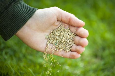 What Do I Need To Know About Grass Seed Application