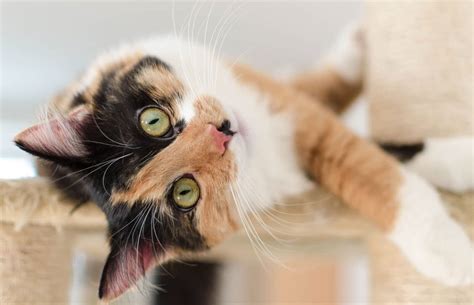 Calico Cat Breed Information Characteristics And Care
