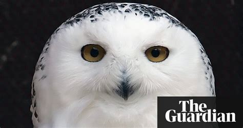 Snowy Owl Increasingly Casting Its Spell Over North American Skies