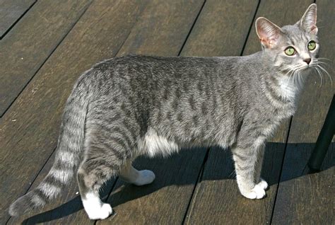Animal Planet Cats 101 ~ Egyptian Mau Egyptian Mau Grey Tabby Cats