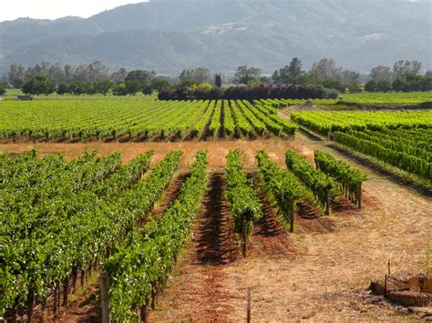 California Grape Acreage Report 2018 Summary - American Vineyard Magazine