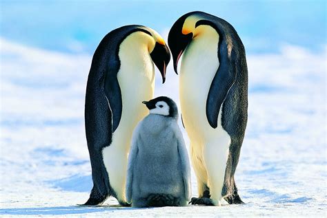 Information About Emperor Penguin Weight Height And Facts
