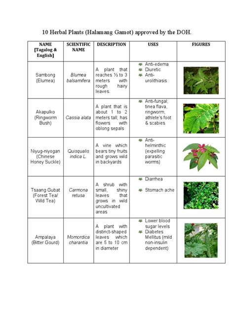 10 Herbal Plants Halamang Gamot Approved By The Doh Name Tagalog