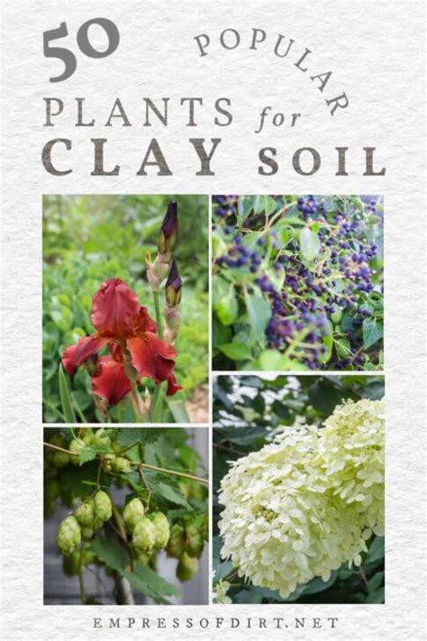 50 Plants For Clay Soil Flowers Shrubs And Trees