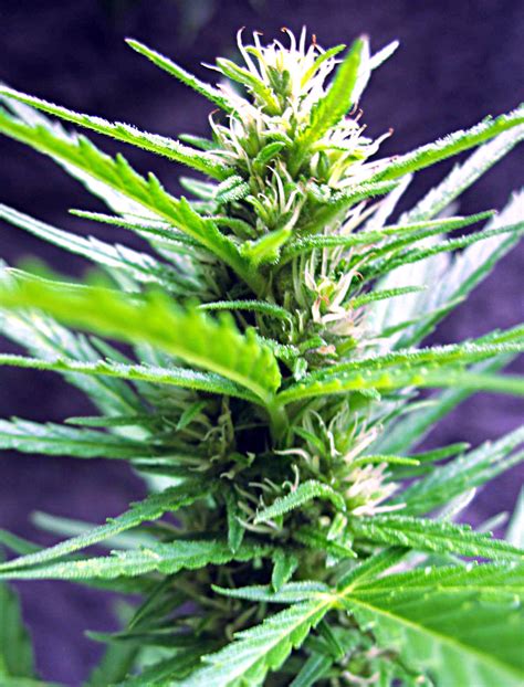 Jack Herer Auto Review Autoflowering Cannabis Blog