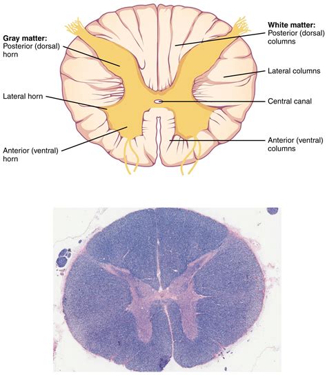 It includes a number of structures as seen in the diagram. 1313_Spinal_Cord_Cross_Section.jpg (1642×1883) | Nervous system anatomy, Spinal cord anatomy ...