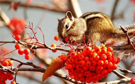 1920x1080px 1080p Free Download Cute Squirrel Eating Berries Cute