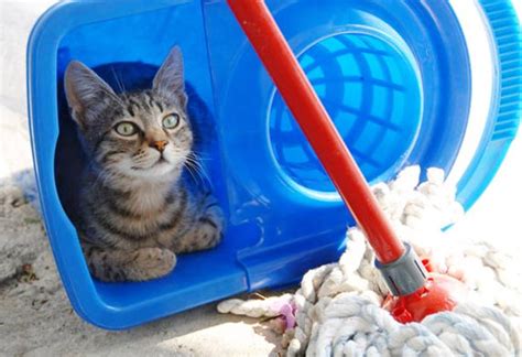 7 Simple House Cleaning Tips For Cat Parents Happy Paws Cayman