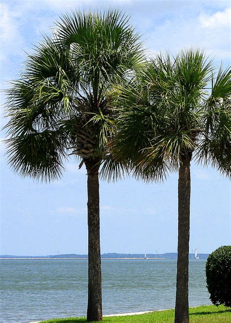 Palmetto Trees The State Tree Of South Carolina July 2009 Sautterry