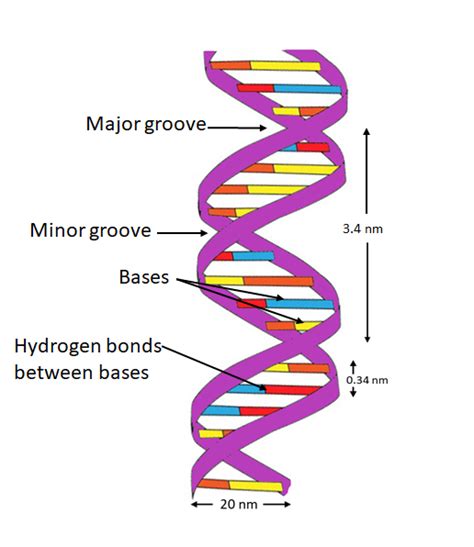 Explain The Double Helix Structure Of Dna With A Labeled
