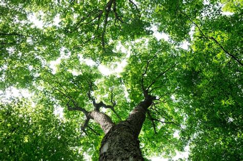 Árvores florestais natureza verde madeira luz solar fundos Foto