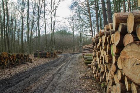 Cut Down Tree Trunks On A Pile Stock Image Image Of Environment